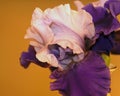 Purple Iris 2 Royalty Free Stock Photo
