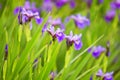 Purple iris after a rain on the flowerbed Royalty Free Stock Photo