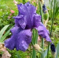 purple iris after the rain Royalty Free Stock Photo