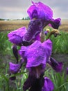 Purple iris selective focus on flower petals with drops Royalty Free Stock Photo