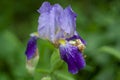 Purple iris single flower, floral, fresh petal, leaves Royalty Free Stock Photo