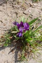 Purple Iris tectorum in dry soil from above Royalty Free Stock Photo