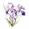 Purple Iris Watercolor Illustration On White Background