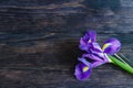 Purple iris on a wooden background