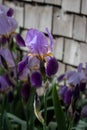 Purple iris in front of cedar shake siding. Royalty Free Stock Photo