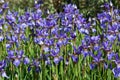 Purple Irises