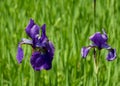 Purple Irises