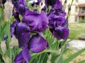 Purple irises. Beautiful delicate flowers of dark blue-purple iris in the garden. Graceful petals. Soft focus. Blurred image Royalty Free Stock Photo
