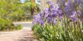 Purple irises bloom close-up in the garden. Atmospheric spring floral background Royalty Free Stock Photo