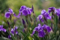 Purple irises bloom in a green garden in spring Royalty Free Stock Photo