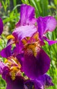 Purple irises blooming in the garden