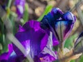 purple irises bud, blooming flower, close up, detail Royalty Free Stock Photo