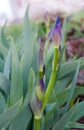 purple irises bud, navels of blooming flower detail Royalty Free Stock Photo
