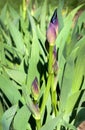 irises bud, navels of blooming flower detail on blurred background, close up Royalty Free Stock Photo