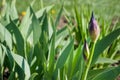 purple irises bud, navels of blooming flower detail on blurred background Royalty Free Stock Photo