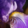 Purple Irises Close-Up. macro photo of purple iris Royalty Free Stock Photo