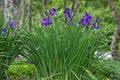 Purple Irises in a clump