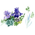 Purple irises floral botanical flower. Watercolor background illustration set. Isolated bouquet illustration element. Royalty Free Stock Photo