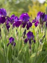 Purple irises flowers Irideae in the garden in the sunlight in Greece Royalty Free Stock Photo