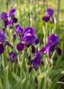 Purple irises flowers Irideae in the garden in the sunlight in Greece Royalty Free Stock Photo