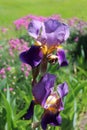 Purple irises in full bloom Royalty Free Stock Photo