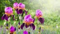 Purple irises in the garden on a background of green plants_