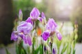 Purple irises in the garden in soft mystical light