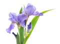 Purple irises in the grass