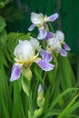 Purple irises on green