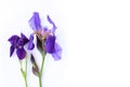 Purple irises isolated on a white background. Royalty Free Stock Photo