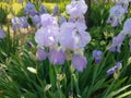 Purple irises Royalty Free Stock Photo