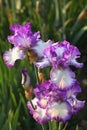 Purple irises in Parc floral de Paris Royalty Free Stock Photo