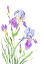 Purple irises on a white background Royalty Free Stock Photo