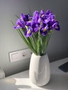 Purple irises in white vase.