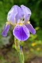 Purple Irys flower closeup Royalty Free Stock Photo