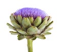 Isolated artichoke at white backgound Royalty Free Stock Photo