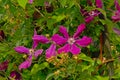 Purple Italian leather flower, Clematis viticella