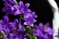 Purple Ithuriel`s Spear flowersTriteleia laxa Royalty Free Stock Photo