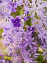 Purple Ivy Flowers Hanging Royalty Free Stock Photo