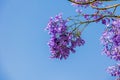 Purple jacaranda flower mimosifolia on a tree on a spring day Royalty Free Stock Photo