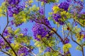 Purple jacaranda flower mimosifolia on a tree on a spring day Royalty Free Stock Photo