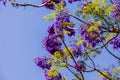 Purple jacaranda flower mimosifolia on a tree on a spring day Royalty Free Stock Photo