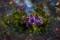 Purple jacaranda flower mimosifolia on a tree on a spring day Royalty Free Stock Photo