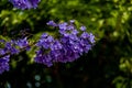 Purple jacaranda flower mimosifolia on a tree on a spring day Royalty Free Stock Photo