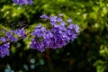 Purple jacaranda flower mimosifolia on a tree on a spring day Royalty Free Stock Photo