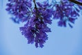 Purple jacaranda flower mimosifolia on a tree on a spring day Royalty Free Stock Photo