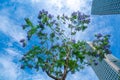 Purple jacaranda tree blooming in Sping sunny day Royalty Free Stock Photo