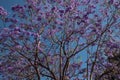 Purple jacaranda tree blossoms over blue sky Royalty Free Stock Photo