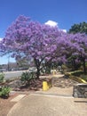 Blooming purple Jacaranda tree