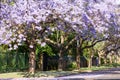 Purple jacaranda trees in full bloom